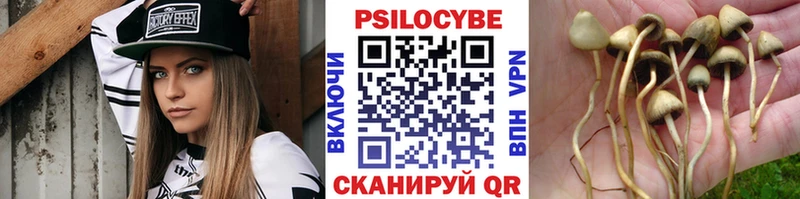 купить наркотики сайты  ОМГ ОМГ ссылка  Псилоцибиновые грибы GOLDEN TEACHER  Тогучин 